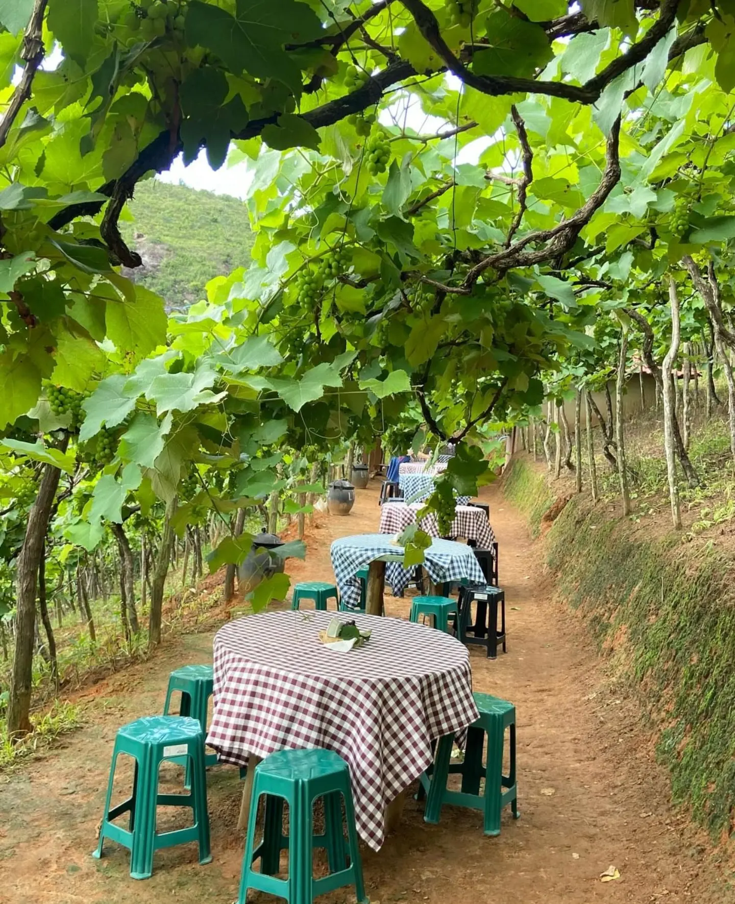 Rota das Uvas