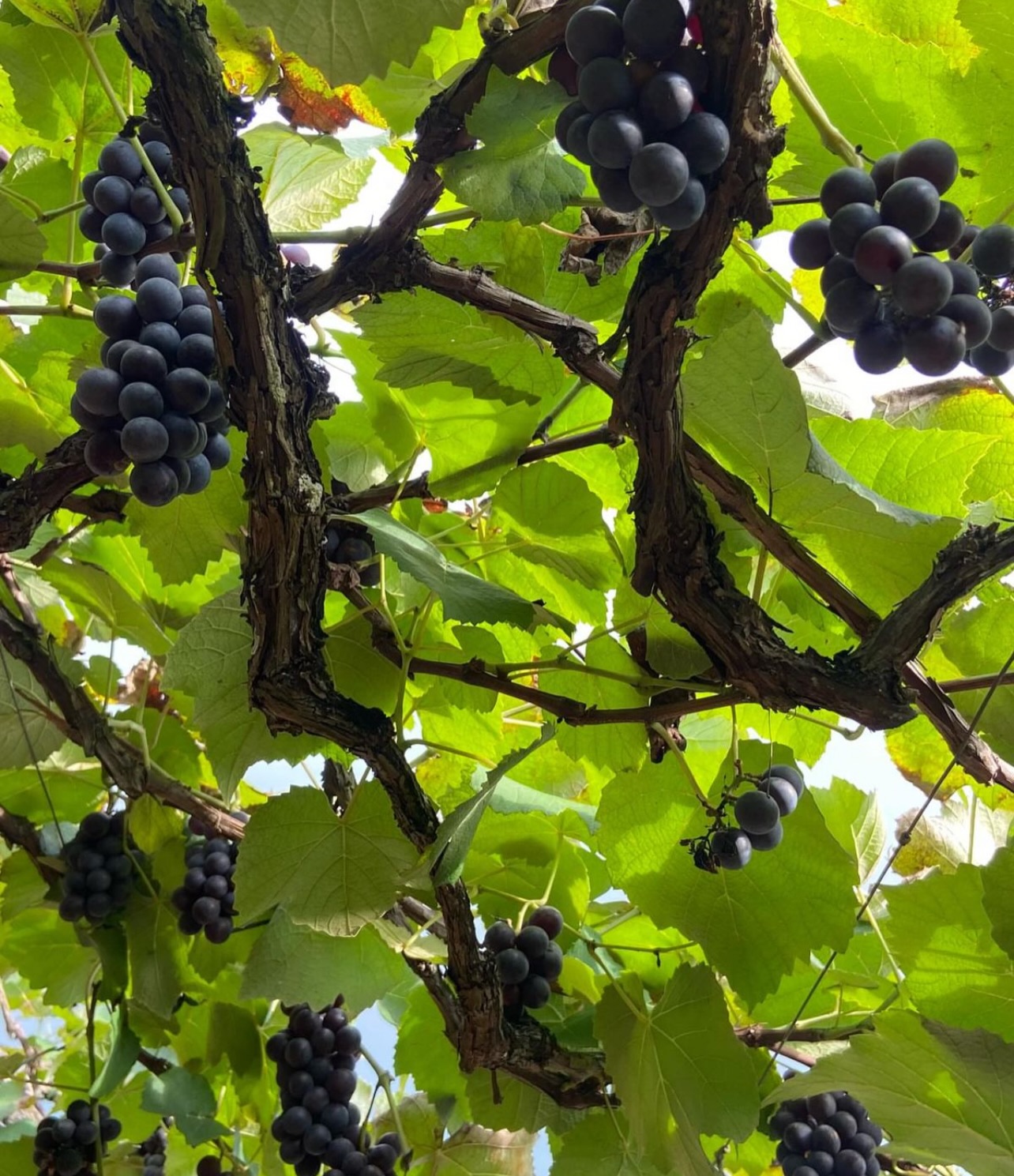 Rota das Uvas