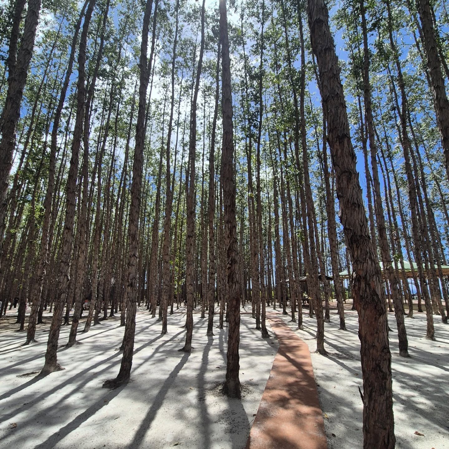 Praia do Gunga
